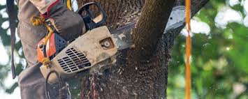 Best Tree Risk Assessment  in Big River, CA